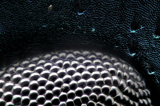 Illustration for article titled Fotografías macroscópicas tan nítidas que parecen irreales